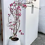 Albatross * Livadi (Serifos)