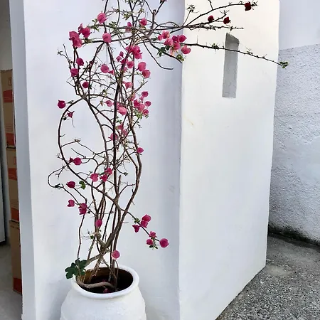 Albatross * Livadi (Serifos)