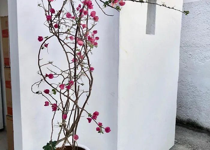 Albatross * Livadi (Serifos)